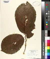 Magnolia acuminata image