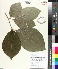 Magnolia acuminata image