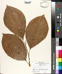 Magnolia acuminata image