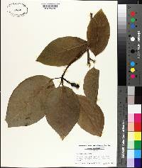 Magnolia acuminata image