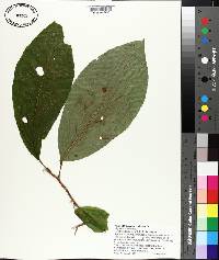 Magnolia acuminata image