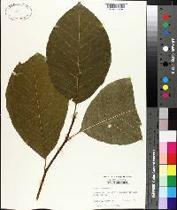 Magnolia acuminata image