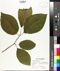 Magnolia acuminata image