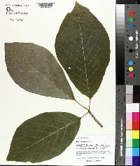 Magnolia acuminata image