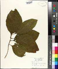 Magnolia acuminata image