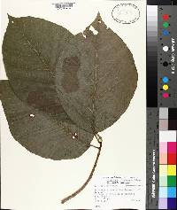 Magnolia acuminata image