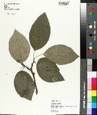 Magnolia acuminata image