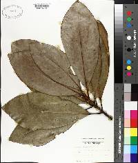 Magnolia grandiflora image