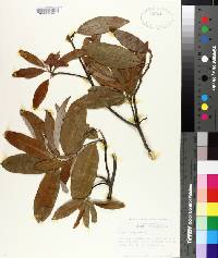 Magnolia virginiana image