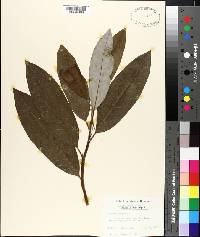 Magnolia virginiana image