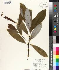 Magnolia virginiana image