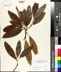 Magnolia virginiana image