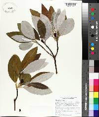 Magnolia virginiana image