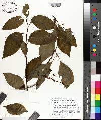 Schisandra glabra image