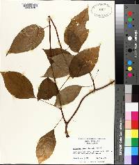 Schisandra glabra image