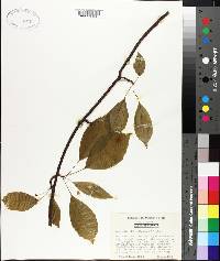 Schisandra glabra image