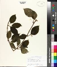 Schisandra glabra image