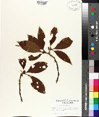 Illicium floridanum image