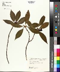 Illicium floridanum image