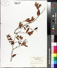 Glabraria geniculata image