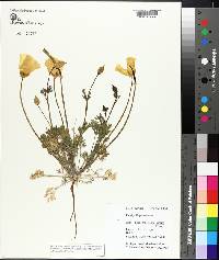 Eschscholzia californica image