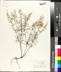 Dicerandra linearifolia image