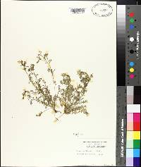 Lepidium didymum image