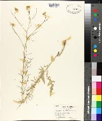 Sisymbrium altissimum image