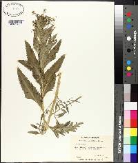 Armoracia lapathifolia image