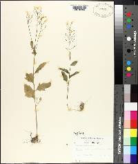 Cardamine bulbosa image