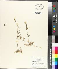 Cardamine hirsuta image