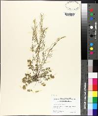 Cardamine hirsuta image