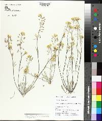 Physaria ludoviciana image