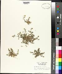 Draba brachycarpa image