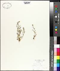 Draba brachycarpa image