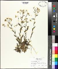 Draba ramosissima image