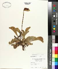 Sarracenia psittacina image