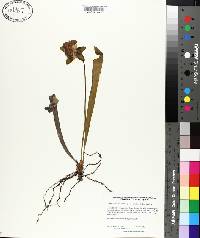 Sarracenia rubra subsp. wherryi image
