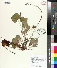 Heuchera americana image