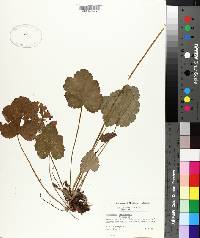 Heuchera americana image