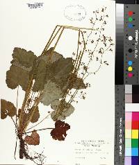 Heuchera americana image