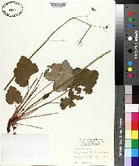 Heuchera americana image