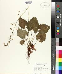 Heuchera americana image