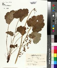 Heuchera americana image