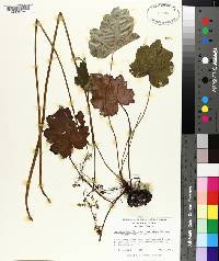 Heuchera longiflora image