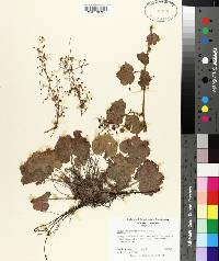 Heuchera parviflora image