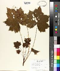 Heuchera villosa image