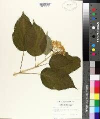 Hydrangea arborescens image