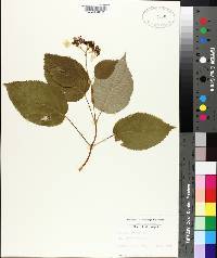 Hydrangea arborescens image