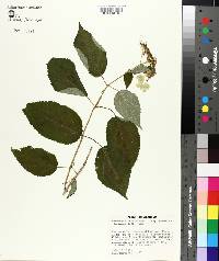 Hydrangea arborescens subsp. discolor image